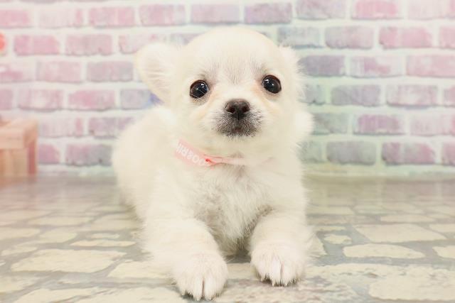 福井県のチワワ(ロング) (Coo&RIKU福井店/2025年7月3日生まれ/女の子/クリーム)の子犬の1枚目の画像