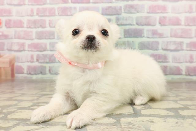 福井県のチワワ(ロング) (Coo&RIKU福井店/2025年7月3日生まれ/女の子/クリーム)の子犬の2枚目の画像