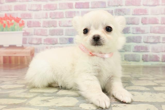 福井県のチワワ(ロング) (Coo&RIKU福井店/2025年7月3日生まれ/女の子/クリーム)の子犬の3枚目の画像