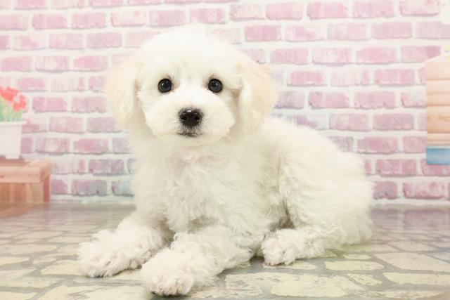 茨城県のビションフリーゼ (Coo&RIKU水戸店/2025年7月4日生まれ/女の子/ホワイト)の子犬の2枚目の画像