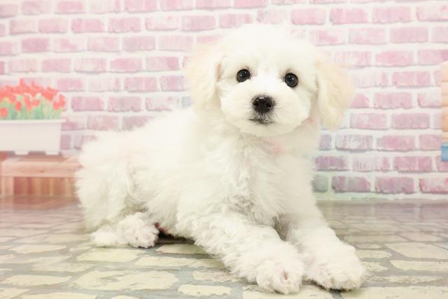 茨城県のビションフリーゼ (Coo&RIKU水戸店/2025年7月4日生まれ/女の子/ホワイト)の子犬の3枚目の画像