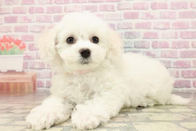 沖縄県のビションフリーゼ (Coo&RIKUイオン北谷店/2025年7月4日生まれ/女の子/ホワイト)の子犬の2枚目の画像