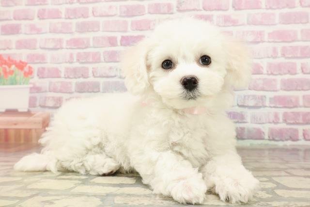 沖縄県のビションフリーゼ (Coo&RIKUイオン北谷店/2025年7月4日生まれ/女の子/ホワイト)の子犬の3枚目の画像