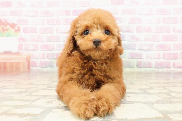 新潟県のトイプードル(トイ) (Coo&RIKU長岡店/2025年7月6日生まれ/男の子/レッド)の子犬