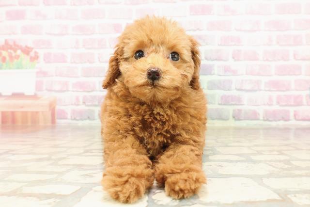 新潟県のトイプードル(トイ) (Coo&RIKU長岡店/2025年7月6日生まれ/女の子/レッド)の子犬