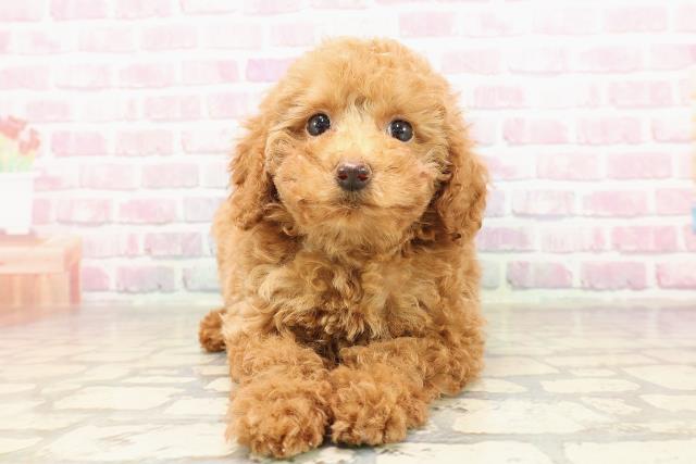 岩手県のトイプードル(トイ) (Coo&RIKU岩手盛岡店/2025年7月6日生まれ/女の子/レッド)の子犬の1枚目の画像