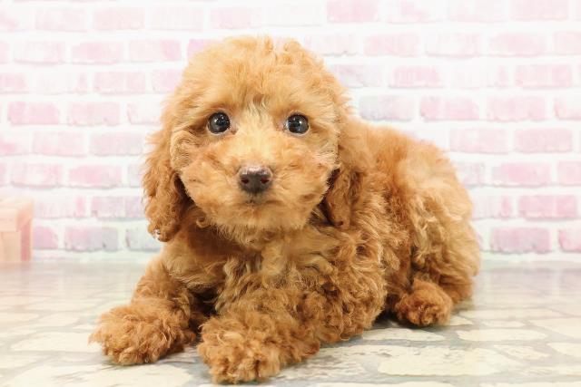 岩手県のトイプードル(トイ) (Coo&RIKU岩手盛岡店/2025年7月6日生まれ/女の子/レッド)の子犬の2枚目の画像
