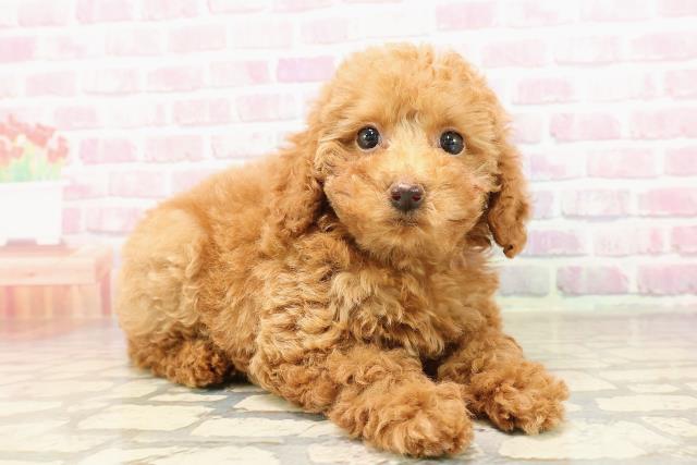 岩手県のトイプードル(トイ) (Coo&RIKU岩手盛岡店/2025年7月6日生まれ/女の子/レッド)の子犬の3枚目の画像