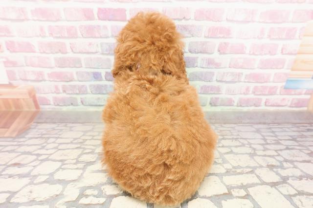 岩手県のトイプードル(トイ) (Coo&RIKU岩手盛岡店/2025年7月6日生まれ/女の子/レッド)の子犬の4枚目の画像