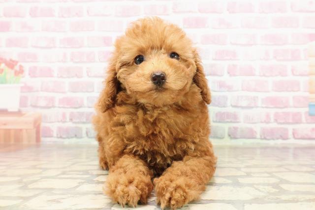 神奈川県のトイプードル(トイ) (Coo&RIKU横浜青葉店/2025年7月6日生まれ/女の子/レッド)の子犬の1枚目の画像