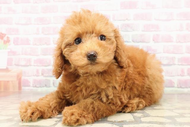 神奈川県のトイプードル(トイ) (Coo&RIKU横浜青葉店/2025年7月6日生まれ/女の子/レッド)の子犬の2枚目の画像