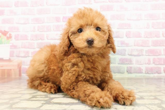 神奈川県のトイプードル(トイ) (Coo&RIKU横浜青葉店/2025年7月6日生まれ/女の子/レッド)の子犬の3枚目の画像