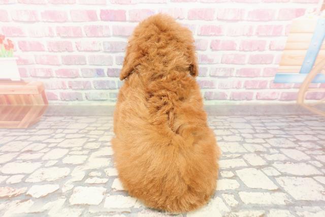 神奈川県のトイプードル(トイ) (Coo&RIKU横浜青葉店/2025年7月6日生まれ/女の子/レッド)の子犬の4枚目の画像
