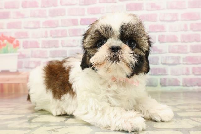 神奈川県のシーズー (Coo&RIKU小田原店/2025年7月7日生まれ/女の子/ゴールドホワイト)の子犬の3枚目の画像