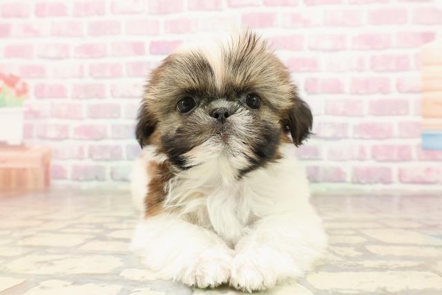 千葉県のシーズー (Coo&RIKU東船橋店/2025年7月8日生まれ/男の子/ゴールドホワイト)の子犬の1枚目の画像