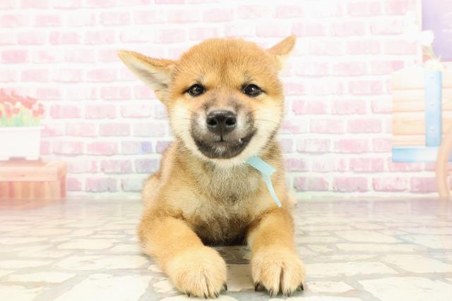 茨城県の柴犬(標準サイズ) (Coo&RIKU水戸店/2025年7月6日生まれ/男の子/赤)の子犬
