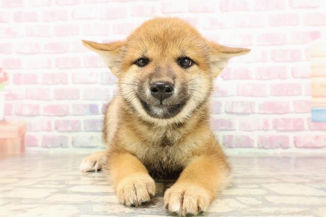 柴犬