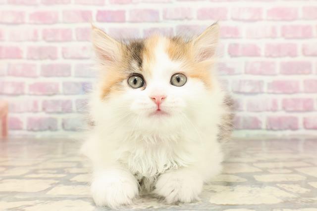 東京都のサイベリアン (Coo&RIKU中野サンモール店/2025年7月6日生まれ/女の子/キャリコ)の子猫の1枚目の画像