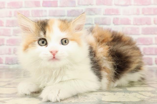 東京都のサイベリアン (Coo&RIKU中野サンモール店/2025年7月6日生まれ/女の子/キャリコ)の子猫の2枚目の画像