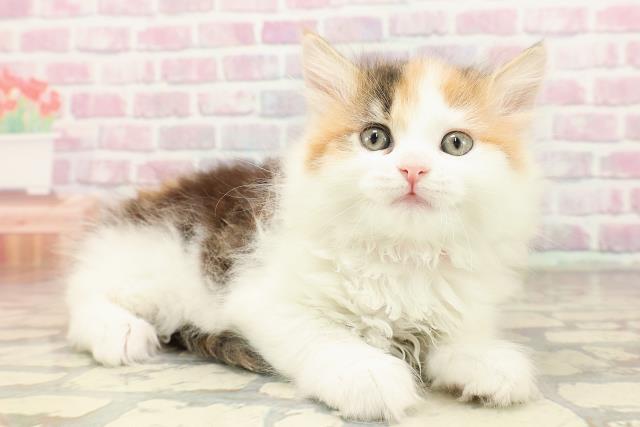 東京都のサイベリアン (Coo&RIKU中野サンモール店/2025年7月6日生まれ/女の子/キャリコ)の子猫の3枚目の画像