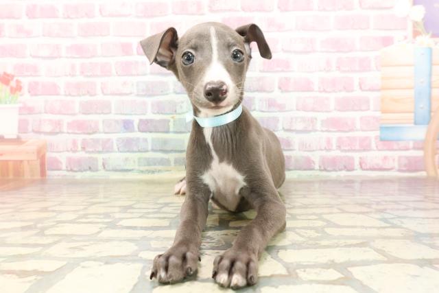 新潟県のイタリアングレーハウンド (Coo&RIKU長岡店/2025年7月5日生まれ/男の子/ブルーホワイト)の子犬