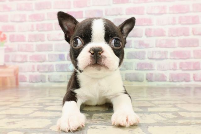 東京都のボストンテリア (Coo&RIKU下北沢店/2025年7月8日生まれ/男の子/ボストンカラー)の子犬の1枚目の画像