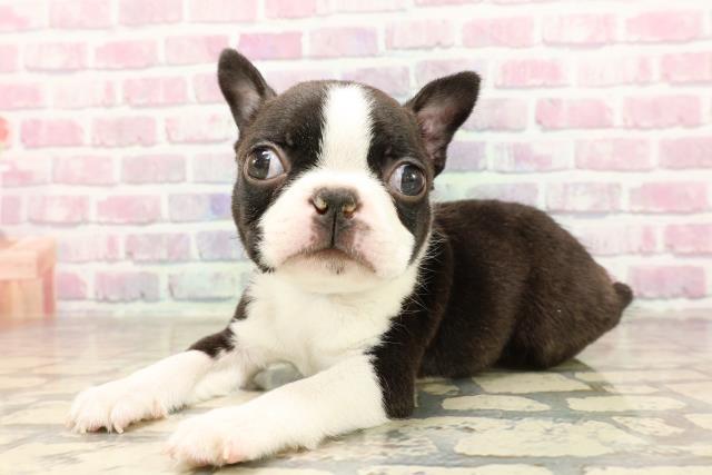東京都のボストンテリア (Coo&RIKU下北沢店/2025年7月8日生まれ/男の子/ボストンカラー)の子犬の2枚目の画像