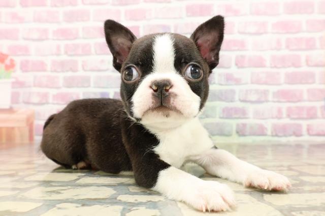 東京都のボストンテリア (Coo&RIKU下北沢店/2025年7月8日生まれ/男の子/ボストンカラー)の子犬の3枚目の画像