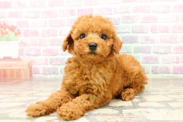 埼玉県のトイプードル(トイ) (Coo&RIKUアニマルケアセンター大宮/2025年7月8日生まれ/男の子/レッド)の子犬の2枚目の画像