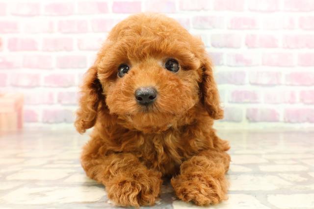 埼玉県のトイプードル(トイ) (Coo&RIKU綿半坂戸店/2025年7月7日生まれ/男の子/レッド)の子犬の1枚目の画像