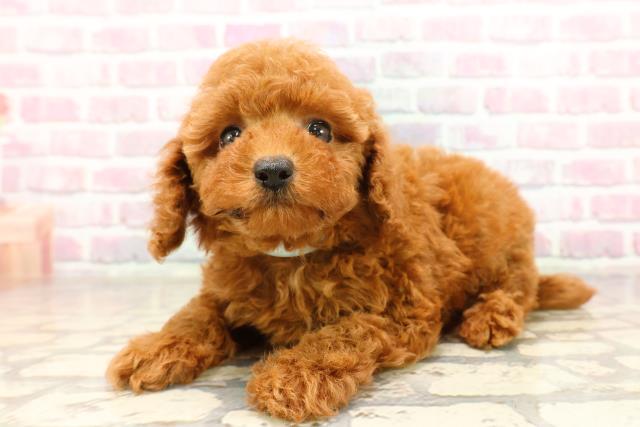 埼玉県のトイプードル(トイ) (Coo&RIKU綿半坂戸店/2025年7月7日生まれ/男の子/レッド)の子犬の2枚目の画像