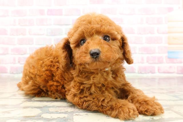 埼玉県のトイプードル(トイ) (Coo&RIKU綿半坂戸店/2025年7月7日生まれ/男の子/レッド)の子犬の3枚目の画像