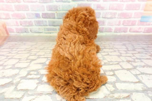 埼玉県のトイプードル(トイ) (Coo&RIKU綿半坂戸店/2025年7月7日生まれ/男の子/レッド)の子犬の4枚目の画像