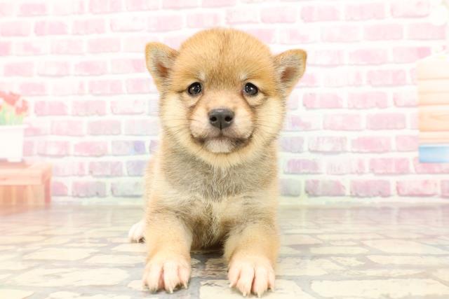 東京都の豆柴 (Coo&RIKU池袋西口店/2025年7月8日生まれ/男の子/赤)の子犬の1枚目の画像
