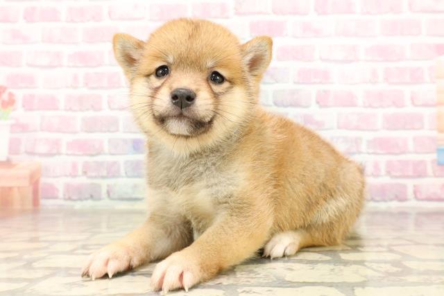 東京都の豆柴 (Coo&RIKU池袋西口店/2025年7月8日生まれ/男の子/赤)の子犬の2枚目の画像