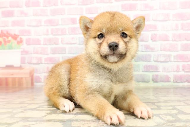 東京都の豆柴 (Coo&RIKU池袋西口店/2025年7月8日生まれ/男の子/赤)の子犬の3枚目の画像