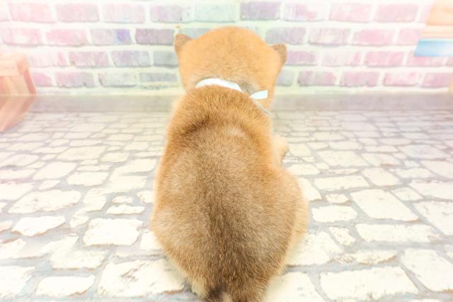東京都の豆柴 (Coo&RIKU池袋西口店/2025年7月8日生まれ/男の子/赤)の子犬の4枚目の画像