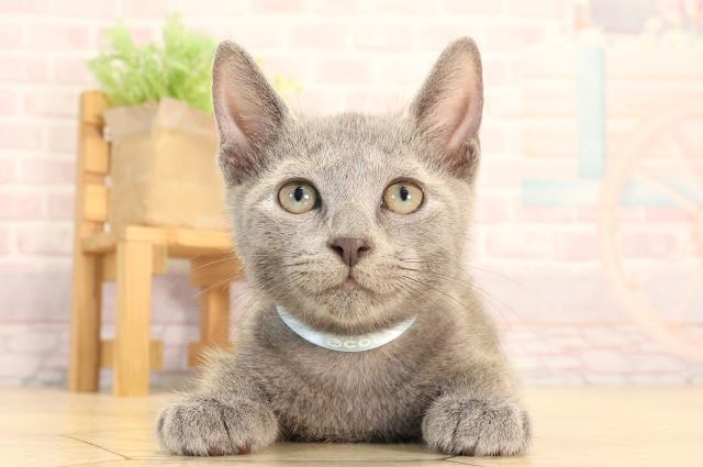 三重県のロシアンブルー (Coo&RIKU津高茶屋店/2025年6月21日生まれ/男の子/ブルー)の子猫の1枚目の画像