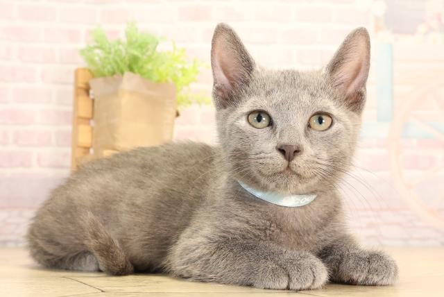 三重県のロシアンブルー (Coo&RIKU津高茶屋店/2025年6月21日生まれ/男の子/ブルー)の子猫の2枚目の画像