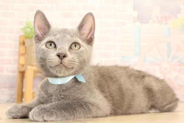 三重県のロシアンブルー (Coo&RIKU津高茶屋店/2025年6月21日生まれ/男の子/ブルー)の子猫の3枚目の画像