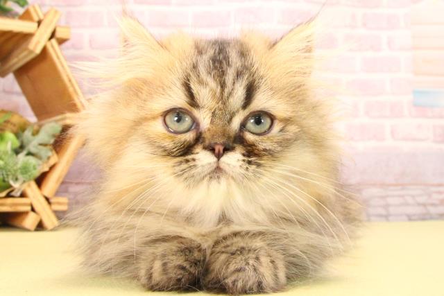 静岡県のミヌエット (Coo&RIKU沼津店/2025年6月10日生まれ/女の子/ブラウンタビー)の子猫