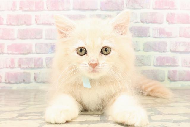 静岡県のサイベリアン (Coo&RIKU静岡SBS通り店/2025年7月1日生まれ/男の子/クリームタビー)の子猫の1枚目の画像