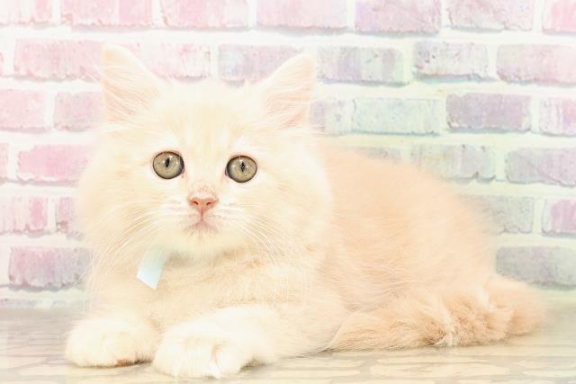 静岡県のサイベリアン (Coo&RIKU静岡SBS通り店/2025年7月1日生まれ/男の子/クリームタビー)の子猫の2枚目の画像