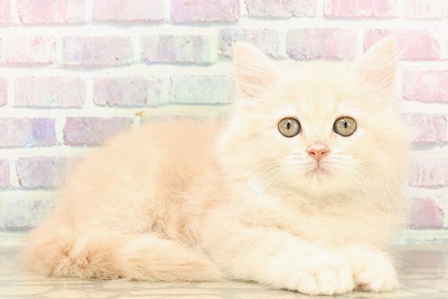 静岡県のサイベリアン (Coo&RIKU静岡SBS通り店/2025年7月1日生まれ/男の子/クリームタビー)の子猫の3枚目の画像