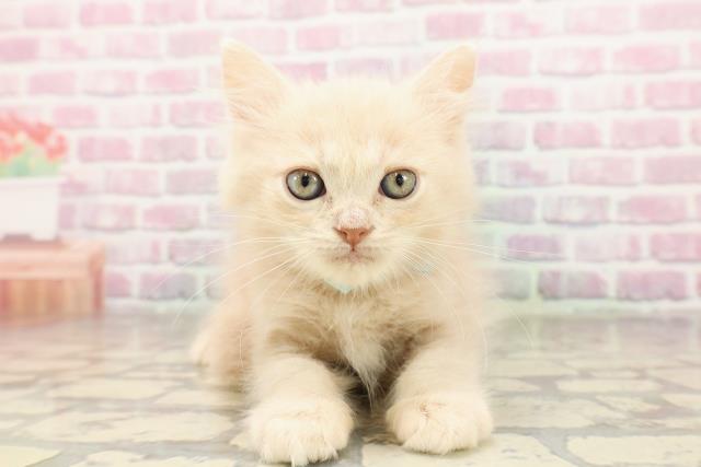 東京都のサイベリアン (Coo&RIKU練馬店/2025年7月1日生まれ/男の子/クリームタビー)の子猫の1枚目の画像