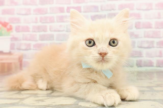 東京都のサイベリアン (Coo&RIKU練馬店/2025年7月1日生まれ/男の子/クリームタビー)の子猫の3枚目の画像