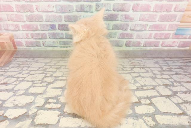 東京都のサイベリアン (Coo&RIKU練馬店/2025年7月1日生まれ/男の子/クリームタビー)の子猫の4枚目の画像