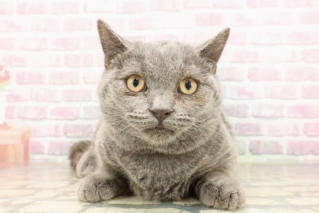 埼玉県のマンチカン (Coo&RIKU川越店/2025年4月24日生まれ/男の子/ブルー)の子猫