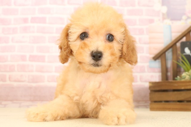 熊本県のトイプードル(トイ) (Coo&RIKU熊本店/2025年7月9日生まれ/女の子/オレンジフォーン)の子犬