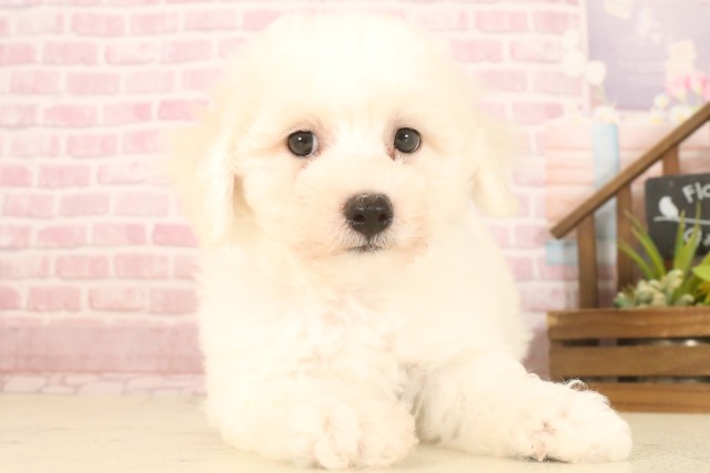 福岡県のビションフリーゼ (Coo&RIKU福岡西店/2025年7月7日生まれ/男の子/ホワイト)の子犬の1枚目の画像